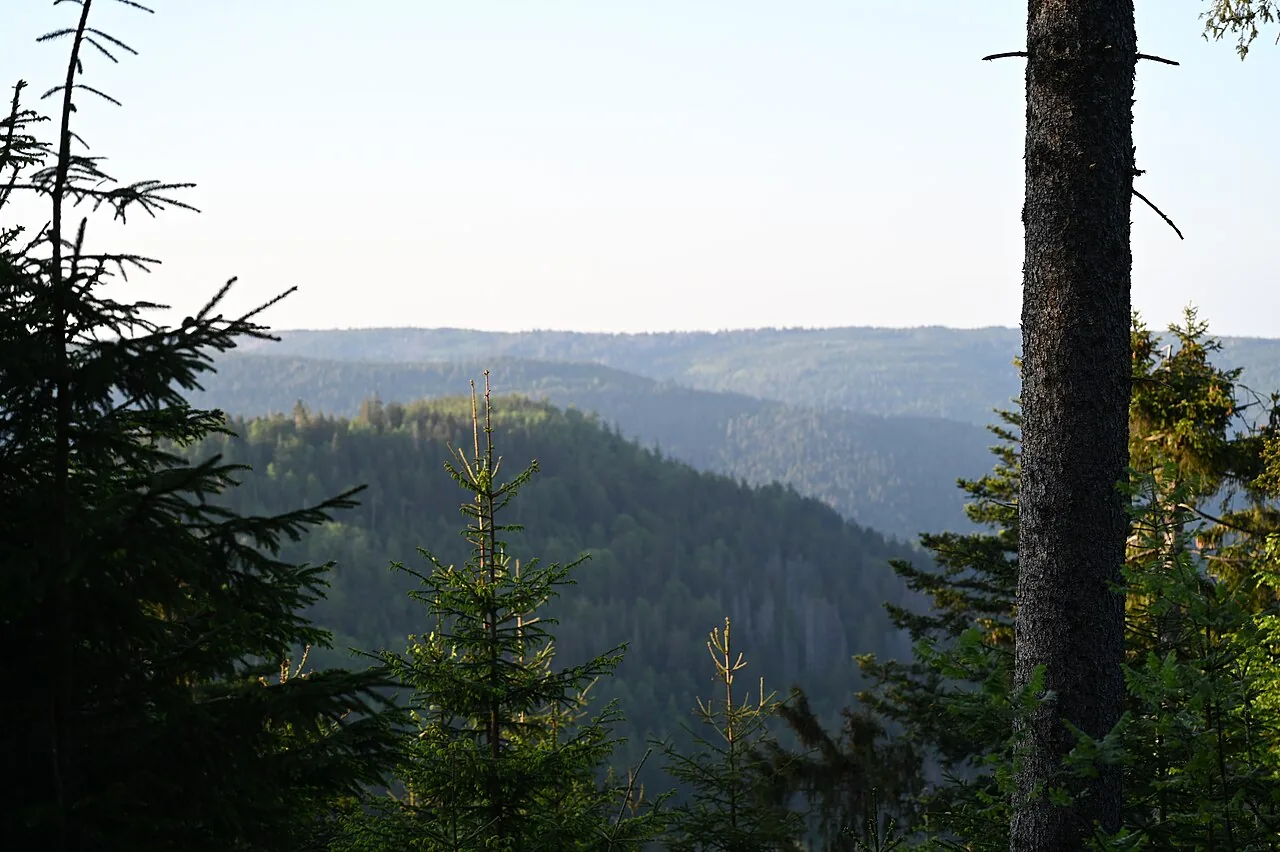 Wooded hills of the Black Forest, Germany