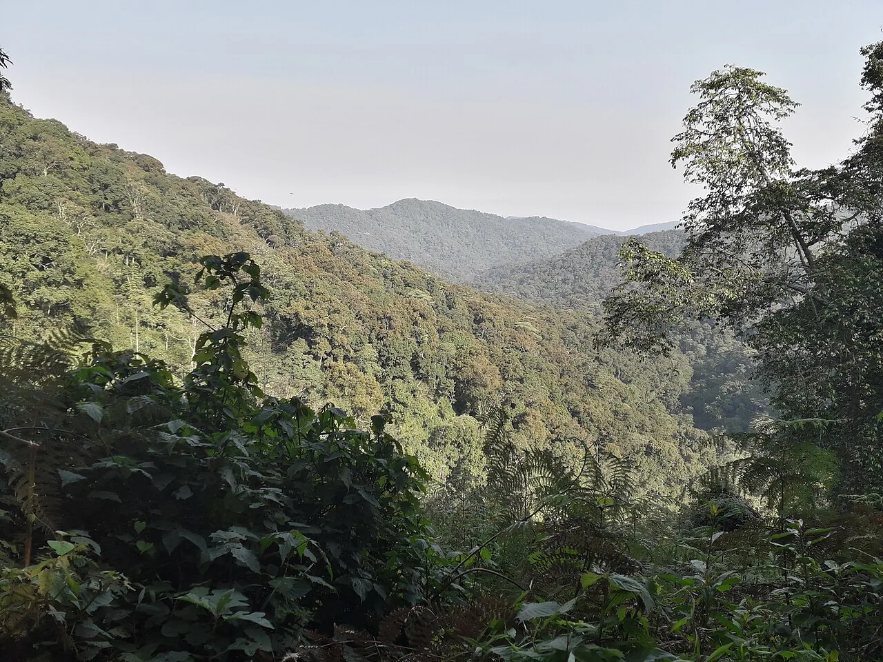 Bwindi Impenetrable Forest viewed from Broadbill Forest Camp, Uganda