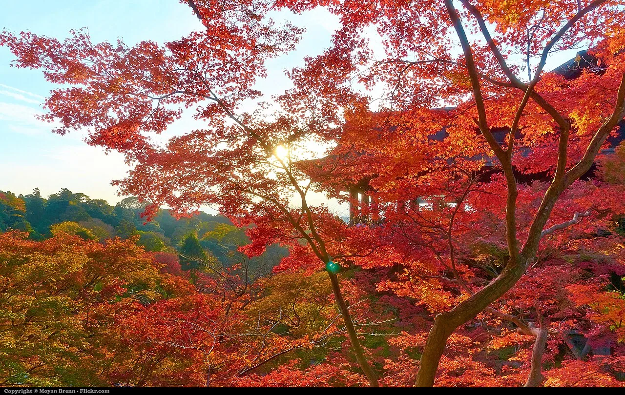 Kiyomizu-dera's main terrace framed by red autumn maples, Kyoto, Japan