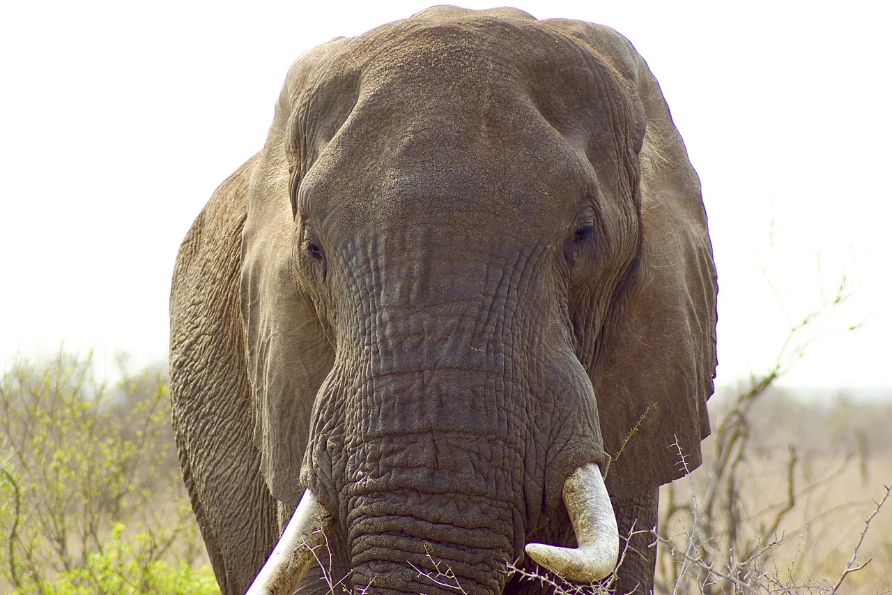 An African elephant in Kruger National Park, South Africa