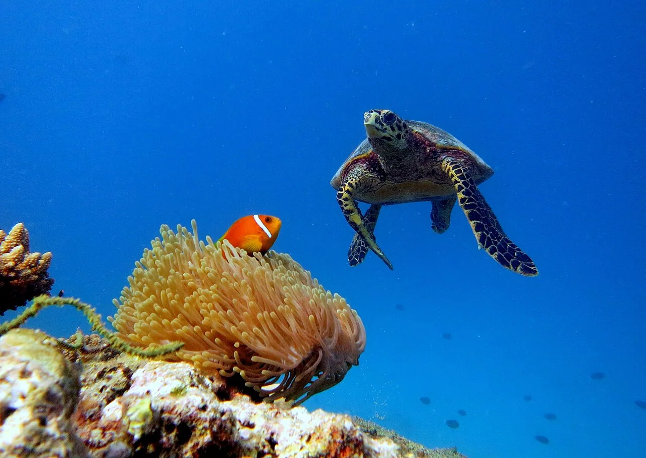 A hawksbill turtle and Maldivian clownfish on a reef in Baa Atoll