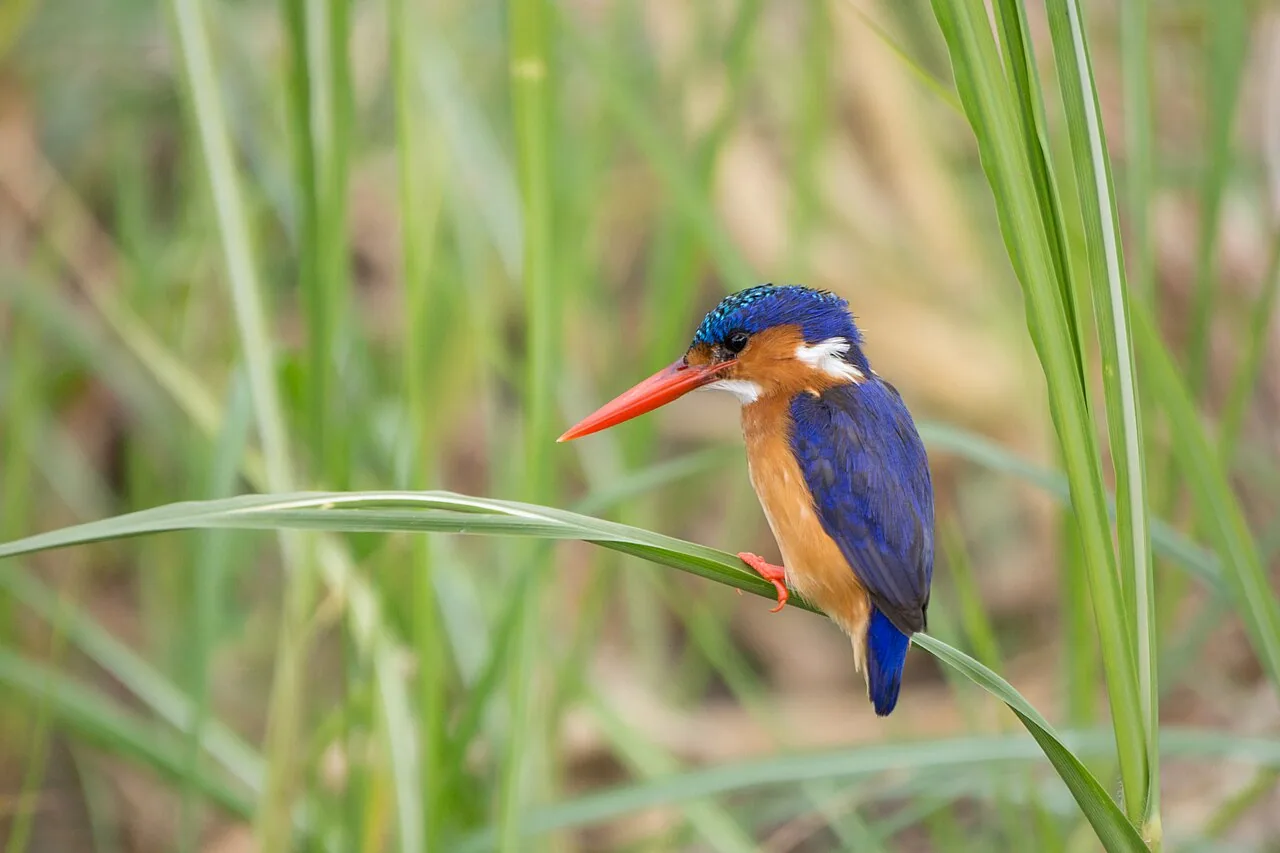 Malachite kingfisher on the Kazinga Channel in Queen Elizabeth National Park, Uganda