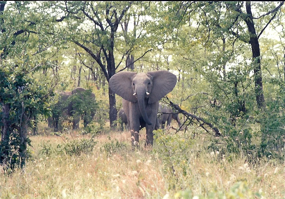 A young elephant approaching in Hwange National Park, Zimbabwe