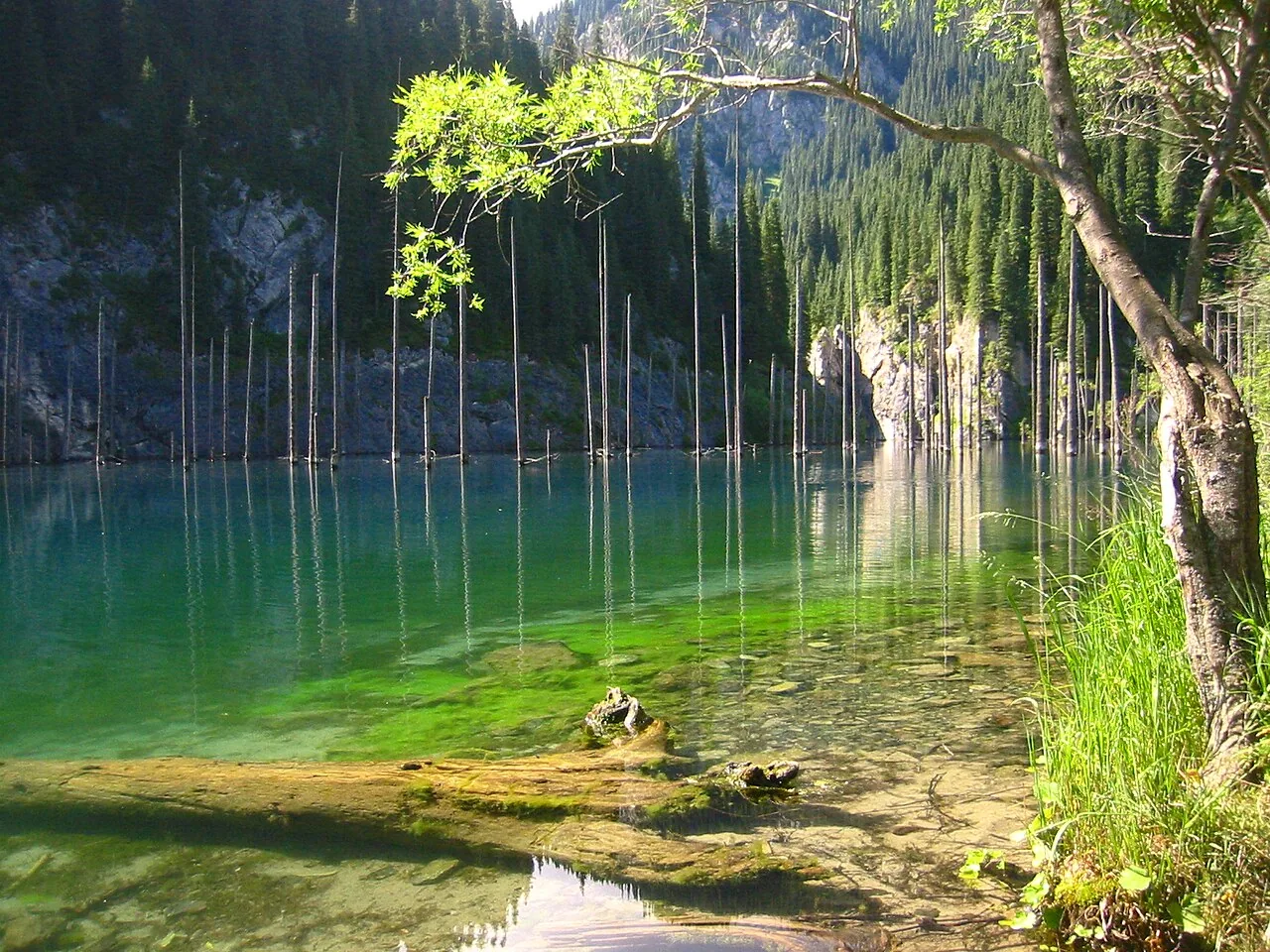 Submerged spruce trunks in Kaindy Lake, Kazakhstan
